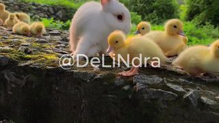cute rabbit