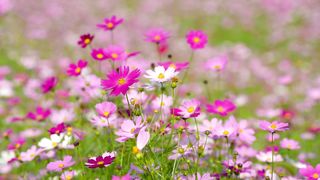 Flowers, Wind
