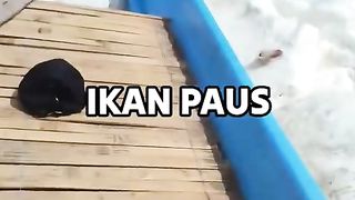 Muntahan Ikan Paus Seharga Milyaran