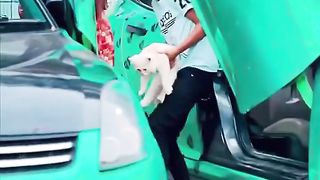 Cute cut. #petlover #viralvideo