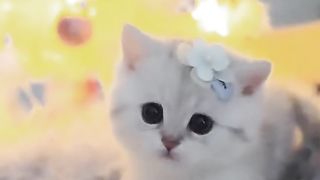 Kucing