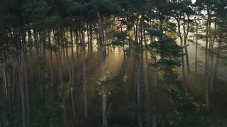 Drone Shot Orbiting Woodland as Sunlight Bursts Through Trees