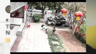 Smart dog