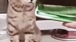 Best Funny Animal Videos Of The 2022 ???? - Funny weee animal moments Videos 2023