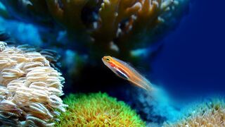 Underwater sea