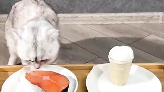 Cat eating ????????