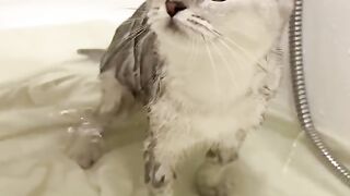 Cat wash ????????