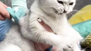 Cat clean