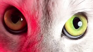 Cat Video 8