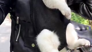 Cat on bike