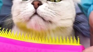 Cat video 10