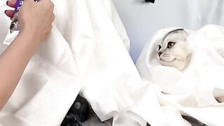 Cat clothes is long