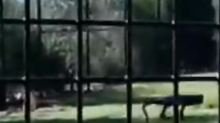 Cheetah was scared