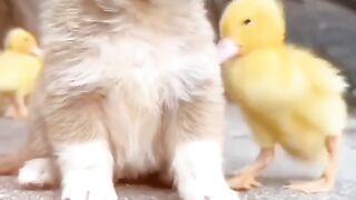 Cute video