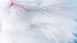 Very nice cat videos amazing