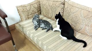 Cat fight