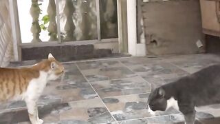 Cats fighting with sound