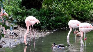 Flamingo Short video ❣️