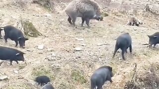 Javali é porco muito bonito mais muito perigoso