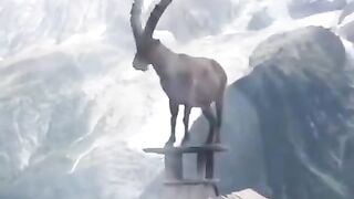 National Animal in Pakistan