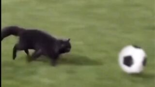 Funny Cate football gol