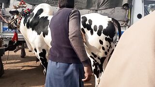 Beautiful bull | ftehjangi raici bull