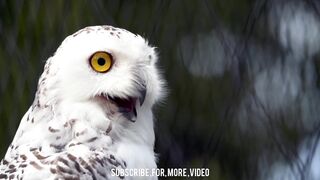 Beautiful  Forest Animals Video Cats Dogs Monkeys Ducks.
