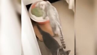 Cats fuuny video | cute pets | cats training