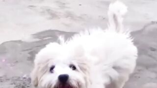 Beautiful puppy pomeranian