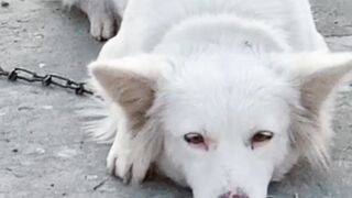 Cute dogy