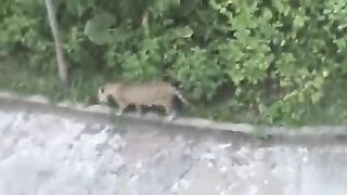 Olha o esturro da fera