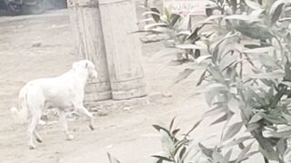 Muneenshah786|beautiful dog|best short video|#viral