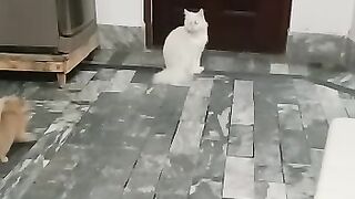 Beautiful white cat video
