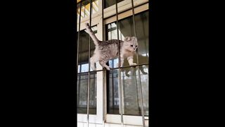 Baby Cats - Cute and Funny Cat Videos Compilation