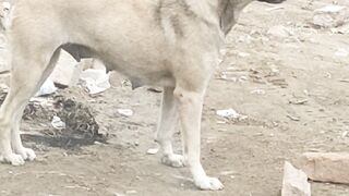 Mubeenshah786|veri nice and beautiful doge|best short video|viral