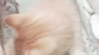 Beautiful red cat at home ????