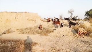 گاؤں میں گلہ بانی کرنے کا طریقہ