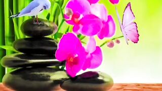 Natural Video