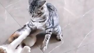 Cat fighting video #cat #catslover #kitty #catfight #foryou #kitten