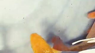 Ginrin karasi koi fish
