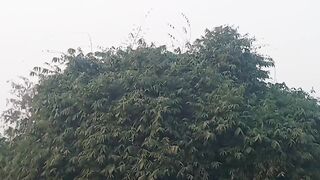 Birds _vices|Sun _Set_|Birds _Song_in_the_evining