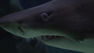 Shark