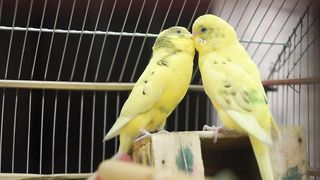 Nutare