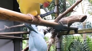 Nutare