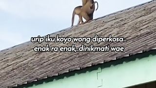 monkeys make people excited#storywa#fyp