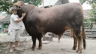 EGLER 150 MILLION YET RELEASED __ GIANT COW