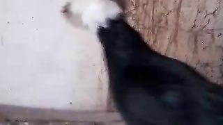 A hen wishes