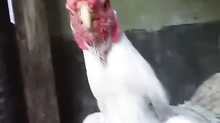 When it comes to chicken