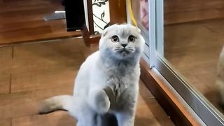 самый милый котик в мире #милыйкотик