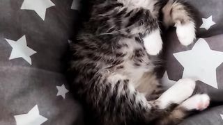 Самый милый котенок в мире спит #shorts #котята